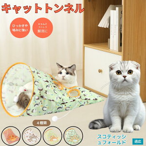 y5{|CgzXReBbVtH[h XR Scottish Fold Lgl Lbggl ܂肽ݎ ybggl Lp   B  ^s  XgXU