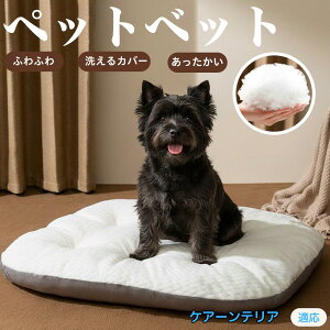 y5{|CgzPA[eAiCairn Terrierj ybgxbh ybg\t@ ybgNbV  L Ck lR xbh \t@ NbV NbV LNbV 􂦂 \ 􂦂