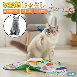 y5{|CgzueBbVV[gwA British Shorthair L  d  L炵 lV ߋ Ht [d 3[h mߋ ԊOm ybgΉ XgX 