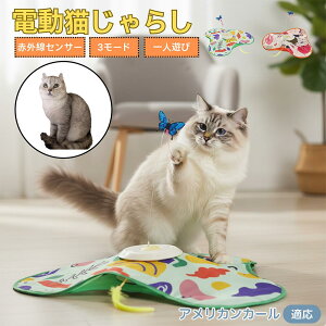 y5{|CgzAJJ[ American Curl L  d  L炵 lV ߋ Ht [d 3[h mߋ ԊOm ybgΉ XgX {\h 