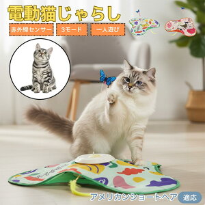 y10{|CgzAJV[gwA American Shorthair L  d  L炵 lV ߋ Ht [d 3[h mߋ ԊOm ybgΉ XgX 