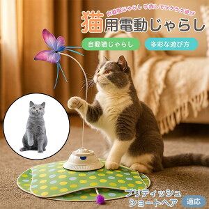 y5{|CgzueBbVV[gwA British Shorthair  L炵 [d 3[h Ht mߋ ԊOm p É݌v lV Ή ԈS XgX 