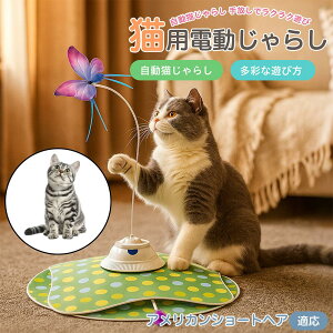 y5{|CgzAJV[gwA American Shorthair  L炵 [d 3[h Ht mߋ ԊOm p É݌v lV Ή ԈS XgX 