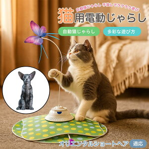 y5{|CgzIG^V[gwA Oriental Shorthair  L炵 [d 3[h Ht mߋ ԊOm p É݌v lV Ή ԈS XgX 