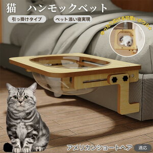 y5{|CgzAJV[gwA American Shorthair L xbh ؐnbN pnbN xbgnbN pnbN Lpxbh LnbNP[Wp FD{E 