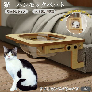 y10{|Cgz AJC[wA American Wirehair L xbh ؐnbN pnbN xbgnbN pnbN Lpxbh LnbNP[Wp FD{E 