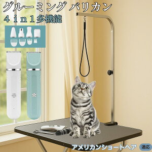 y5{|CgzAJV[gwA American Shorthair 4in1 ybgpoJ Lp [d R[hX 􂢉 É y SOK g~O g}[Zbg SgJbg U 