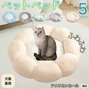 y5{|CgzAJJ[ American Curl ybgxbh Ԍ^  L p 􂦂 ېOK ӂӂ  g ~  v y p q  tďH~  