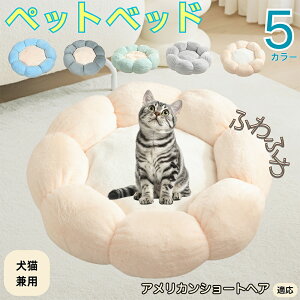 y5{|CgzAJV[gwA American Shorthair ybgxbh Ԍ^  L p 􂦂 ېOK ӂӂ  g ~  v y p q  tďH~ 