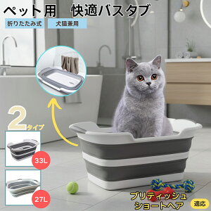 ueBbVV[gwA British Shorthair܂肽ݎ ybgoX^u RpNg[ t L    h[oPc 炢p y ^ѕ֗ pr 