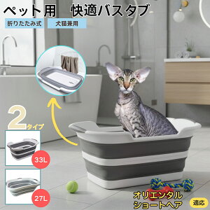 IG^V[gwA Oriental Shorthair܂肽ݎ ybgoX^u RpNg[ t L    h[oPc 炢p y ^ѕ֗ pr 