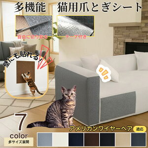 y5{|Cgz AJC[wA American Wirehair L ܂Ƃh~V[g  ͂ OK ǎی  \t@ hA  Ƌ  h~ \邾ȒP 唻Jbg\ Scɂ