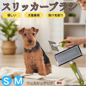 �y5�{�|�C���g�z�E�F���V���e���A�iWelsh Terrier�j �y�b�g�u���V �X���b�J�[�u���V ���L���p �����ю�� �ыʎ�� ��[���` �Z�� ���ёΉ� �L�p ���p ���^�� ���^�� �ې�OK �O���[�~���O �}�b