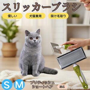 �y5�{�|�C���g�z�u���e�B�b�V���V���[�g�w�A British Shorthair �y�b�g�u���V �X���b�J�[�u���V ���L���p �����ю�� �ыʎ�� ��[���` �Z�� ���ёΉ� �L�p ���p ���^�� ���^�� �ې�OK �O���[