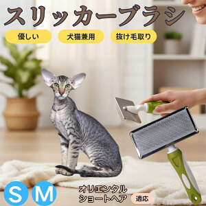 �y5�{�|�C���g�z�I���G���^���V���[�g�w�A Oriental Shorthair �y�b�g�u���V �X���b�J�[�u���V ���L���p �����ю�� �ыʎ�� ��[���` �Z�� ���ёΉ� �L�p ���p ���^�� ���^�� �ې�OK �O���[�~