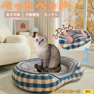 AJJ[ American Curl ybgxbh ~p ӂӂ ۉ h 􂦂  L ^ ^ p k \t@^ ͂NbV o ObY Ή ׂ~