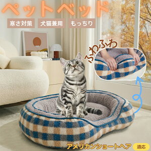 y5{|CgzAJV[gwA American Shorthair ybgxbh ~p ӂӂ ۉ h 􂦂  L ^ ^ p k \t@^ ͂NbV o ObY 