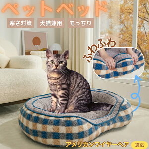 y5{|Cgz AJC[wA American Wirehair ybgxbh ~p ӂӂ ۉ h 􂦂  L ^ ^ p k \t@^ ͂NbV o ObY 