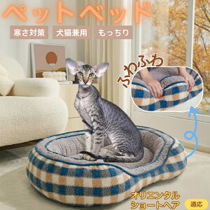 y5{|CgzIG^V[gwA Oriental Shorthair ybgxbh ~p ӂӂ ۉ h 􂦂  L ^ ^ p k \t@^ ͂NbV o Ob