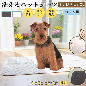 y5{|CgzEFVeAiWelsh Terrierj 􂦂 ybgV[c h }bg  L z  ~ Rh~ p ybgp}bg gCV[g Lp p ^ ^