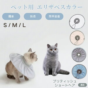 ueBbVV[gwA British Shorthair Lp GUxXJ[ h \tg^Cv ybgpPA ی rߖh~ ybgpPAObY p Lp _炩y pi yb