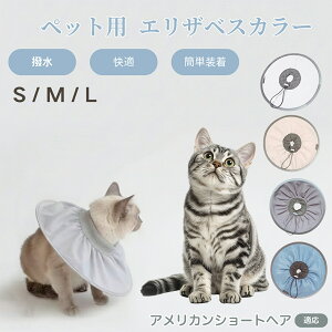 y5{|CgzAJV[gwA American Shorthair Lp GUxXJ[ h \tg^Cv ybgpPA ی rߖh~ ybgpPAObY p Lp _炩y 