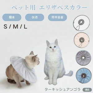 ^[LbVAS Turkish Angora Lp GUxXJ[ h \tg^Cv ybgpPA ی rߖh~ ybgpPAObY p Lp _炩y pi ybg 