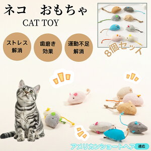 AJV[gwA American Shorthair L lY~ʂ 8Zbg qL Lp gC V XgX ^s  ӂӂf L炵 Lpʂ