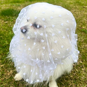 �u�ő�15%�I�t�N�[�|���v �^�C�j�[�v�[�h���iTiny Poodle�j ���p �H���h�~�J�o�[ ���� �A�W���X�^�[�t�� �����\ �L�k �S�� ���b�V�� �}�Y���K�[�h ���^�� ���^�� ��^�� �U�� �P�A �g���~���O 