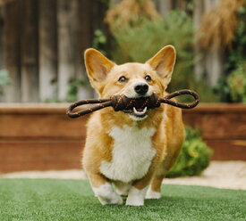 【P.L.A.Y.】 スカウト＆アバウトコレクション ロープトイS タグ 犬用 おもちゃ ペット用品 犬グッズ スマイヌ