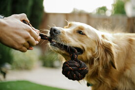 【P.L.A.Y.】 スカウト＆アバウトコレクション ロープトイS バーベル 犬用 おもちゃ ペット用品 犬グッズ スマイヌ