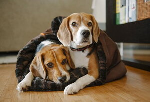 【P.L.A.Y.】 スナッグルベッド | ペット用品 犬 猫 ベッド 犬用グッズ スマイヌ