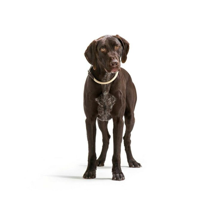 楽天市場 Hunter ドイツ製 ナイロンロープ フリースタイル トレーニングカラー サイズ60 スマイヌ 犬用グッズ Sumainu 楽天市場 Hunter ドイツ製 ナイロンロープ フリースタイル トレーニングカラー サイズ60 スマイヌ 犬用グッズ Sumainu