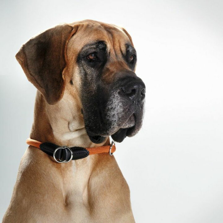 楽天市場 Hunter ドイツ製 ナイロンロープ フリースタイル トレーニングカラー サイズ35 スマイヌ 犬用グッズ Sumainu 楽天市場 Hunter ドイツ製 ナイロンロープ フリースタイル トレーニングカラー サイズ35 スマイヌ 犬用グッズ Sumainu