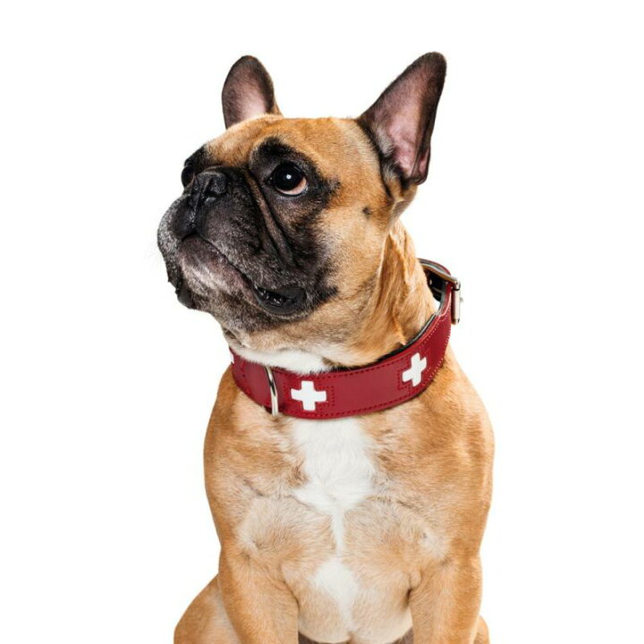 楽天市場】【HUNTER】犬用 首輪 スイス カラー 32 (首回り24-28.5cm 