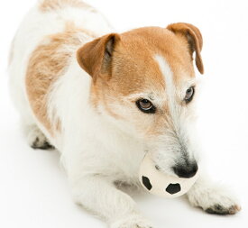 【LANCO】 ランコ サッカーボール Mサイズ おもちゃ 天然ゴム製トイ 犬用グッズ