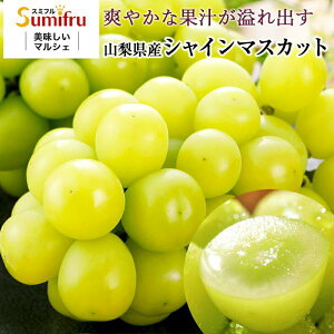 RY Js VC}XJbgyIz 2[ (1.2kg) 3~4[(2.0kg) ۏ͐ Ԃǂ Yn Mtg v[g R Yn ʕ \̔ y8{`9{z s\