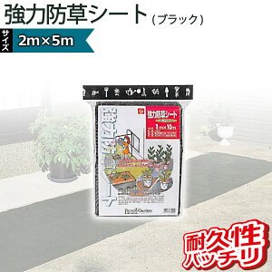 L{V kinboshi ͖hV[g(ubN) Rۍܓ 2m×5m 7006