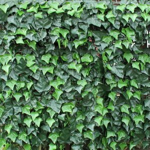 J AO[tFX 50×50cm 4Zbg tFCNO[ ډB tFX eBX K[fjO  bhr {bNXEbh ACr[ Rjt@[ TAN-747