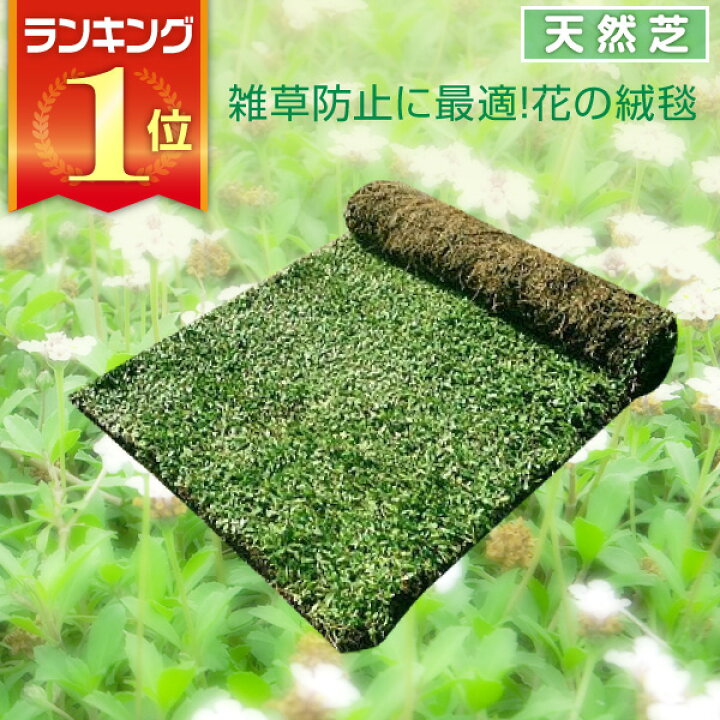 楽天市場 芝生 天然芝 花マット リピア ヒメイワダレソウ ロール 送料無料 芝生 通販 サンワショッピング