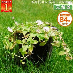 芝生 花 苗の人気商品 通販 価格比較 価格 Com