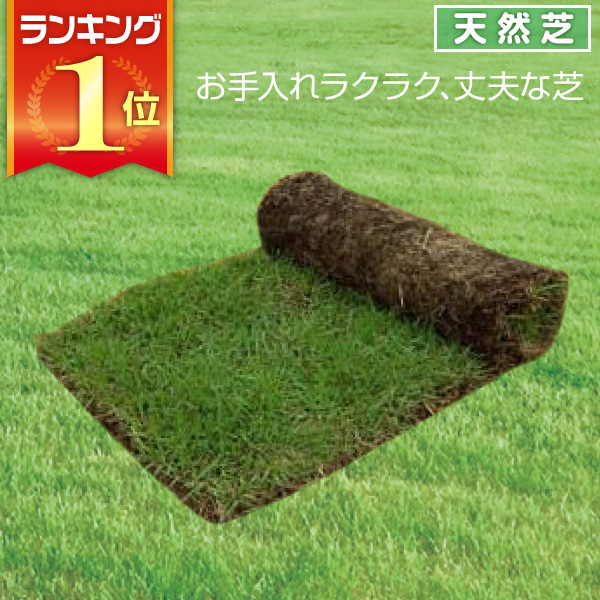 芝生 天然芝。低管理型緑地帯にオススメです！ 芝生 天然芝 野芝（ノシバ） ロール巻 送料無料 （芝生 通販）
