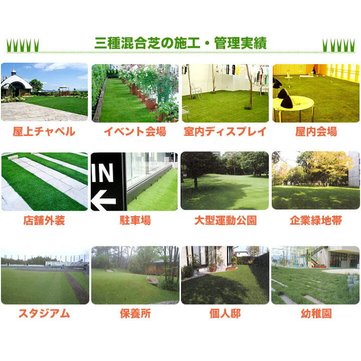 楽天市場 芝生 天然芝 三種混合ロール巻芝 送料無料 芝生 通販 サンワショッピング 楽天市場 芝生 天然芝 三種混合ロール巻芝 送料無料 芝生 通販 サンワショッピング
