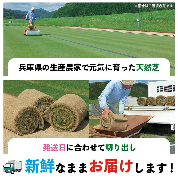 楽天市場】芝生 天然芝 高麗芝（コウライ芝） ロール巻芝 送料無料 