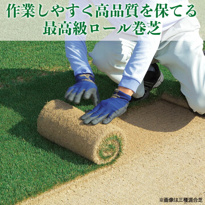 楽天市場】芝生 天然芝 高麗芝（コウライ芝） ロール巻芝 送料無料 