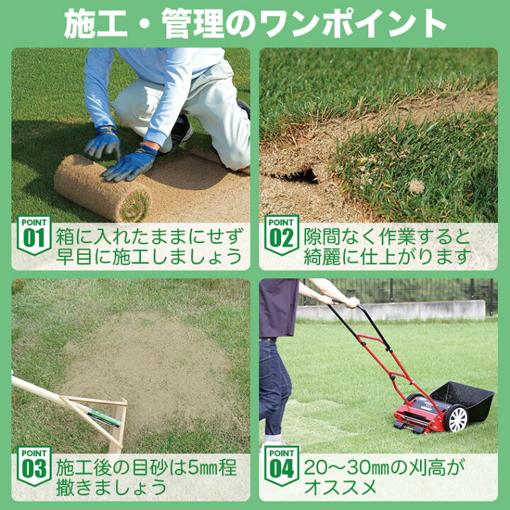 楽天市場】芝生 天然芝 高麗芝（コウライ芝） ロール巻芝 送料無料 