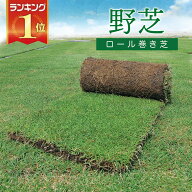 芝生　天然芝 野芝（ノシバ） ロール巻 送料無料 （芝生 通販）