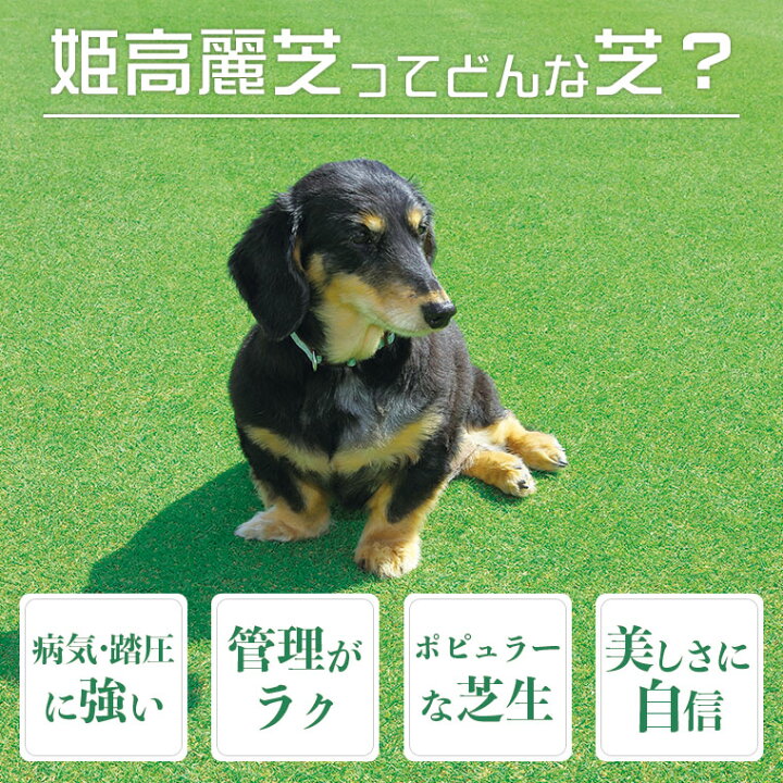 楽天市場 芝生 天然芝 姫高麗芝 ヒメコウライ芝 ロール巻芝 送料無料 芝生 通販 サンワショッピング