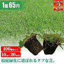 芝生 天然芝 ティフトン ポット苗 セルトレー 5cm角×100個 送料無料 (芝生 通販)
