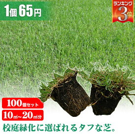 芝生 天然芝 ティフトン ポット苗 セルトレー 5cm角×100個 送料無料 (芝生 通販)